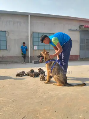 1+ year Female Purebred German Shepherd
