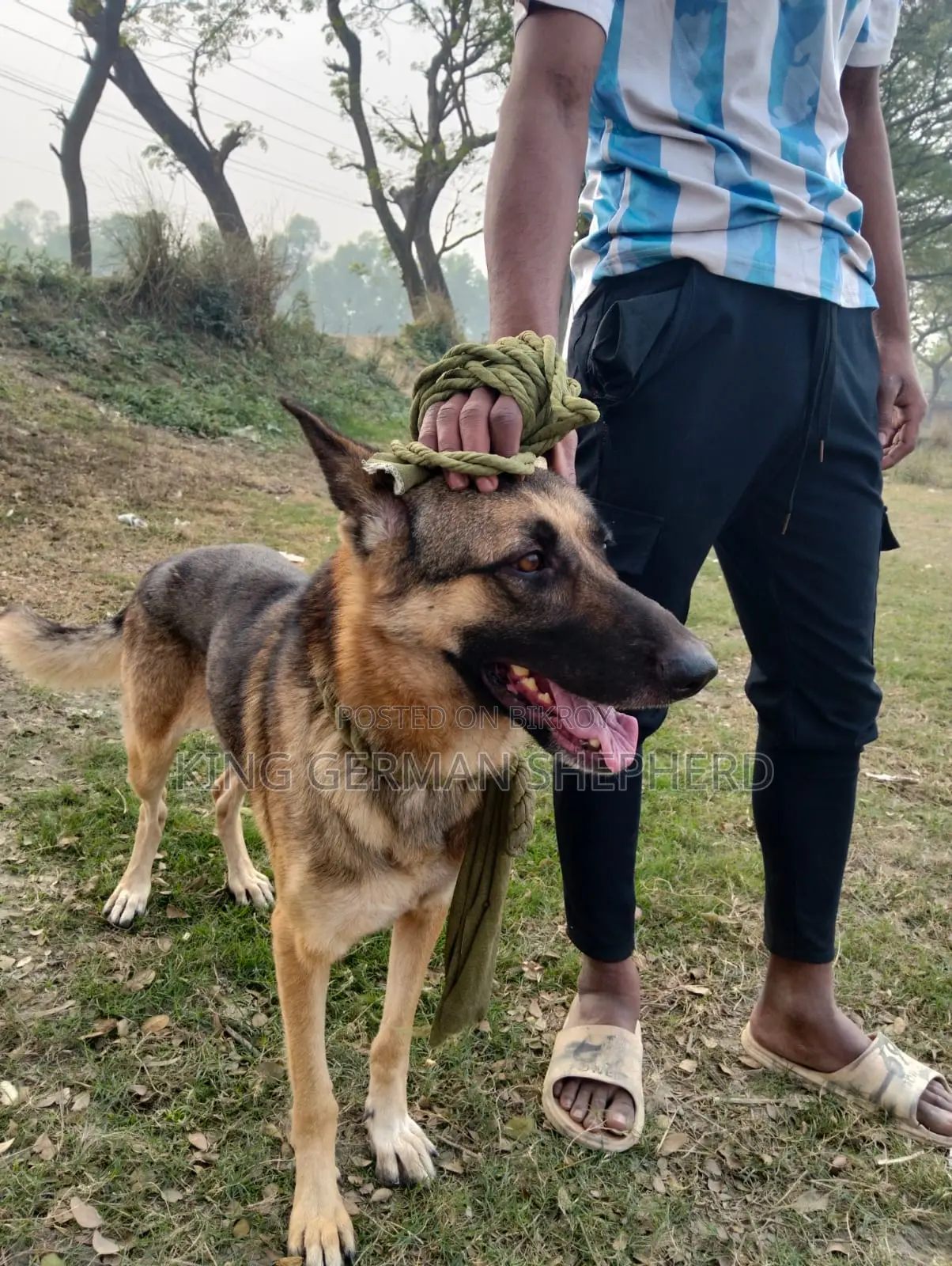 1+ year Female Purebred German Shepherd