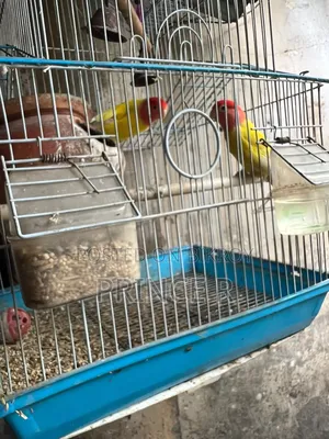 লাভ বার্ড রেডহেড ওপালাইন