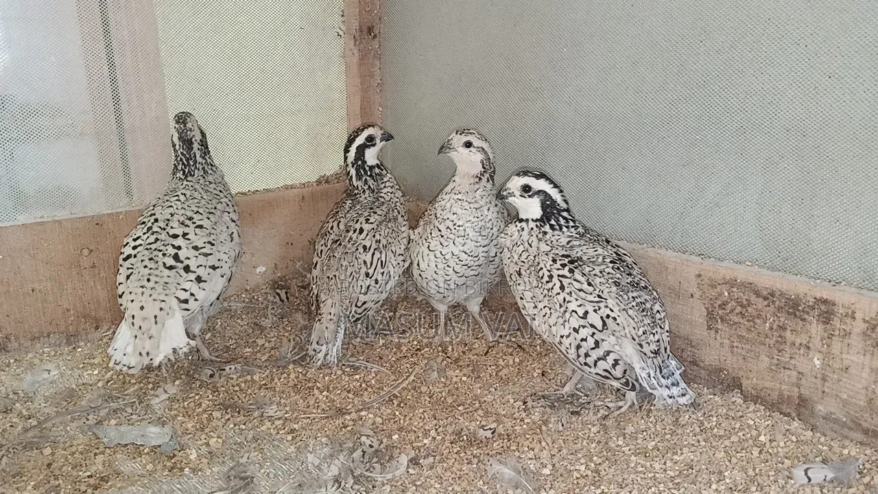 Snowflake Bob White Quail