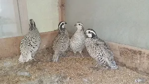 Snowflake Bob White Quail