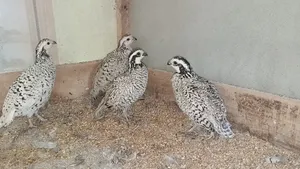 Snowflake Bob White Quail
