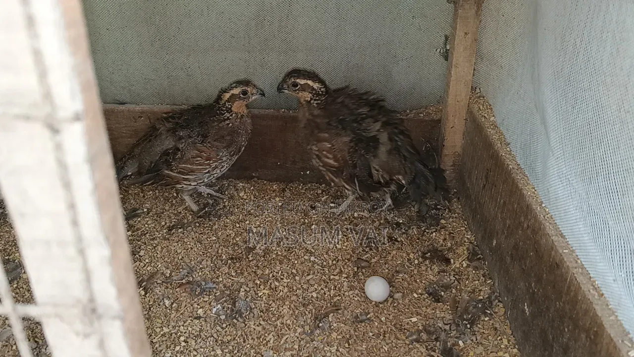 Snowflake Bob White Quail