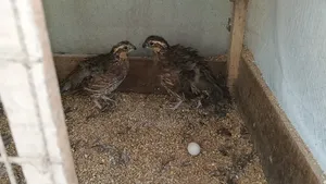 Snowflake Bob White Quail