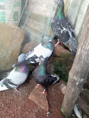 Bangla & Racer Pigeon