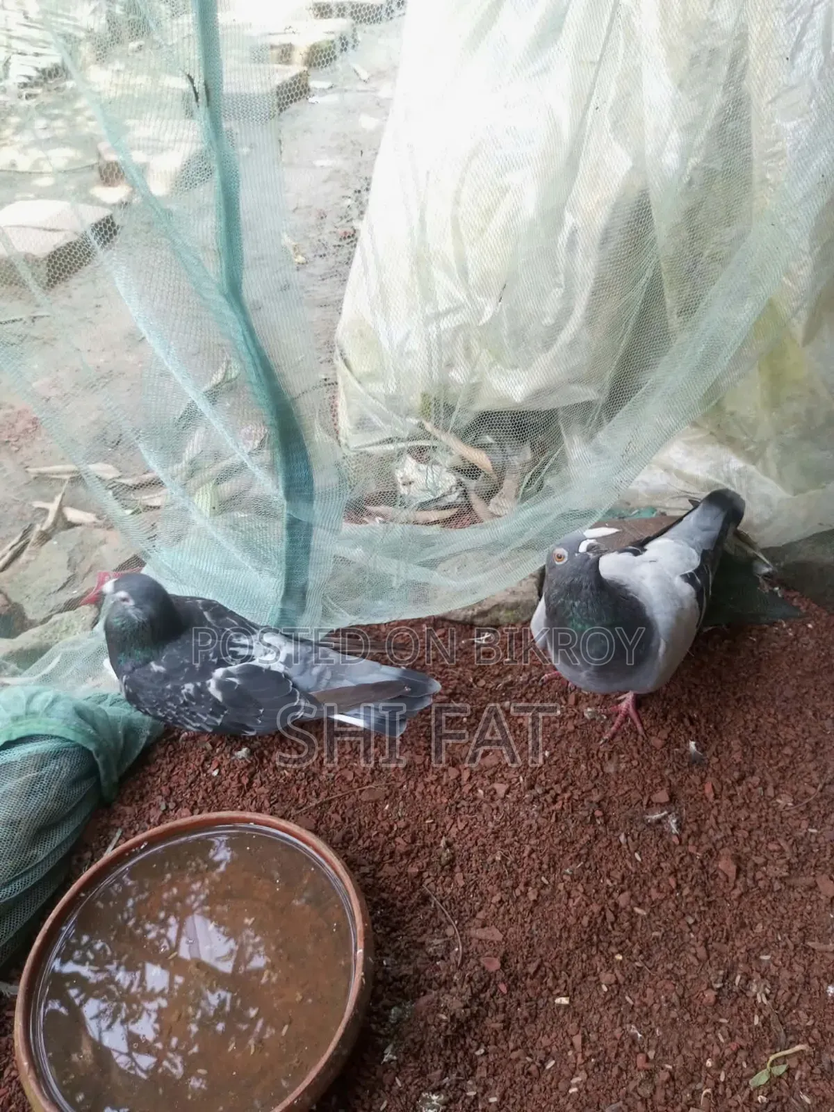 Bangla & Racer Pigeon