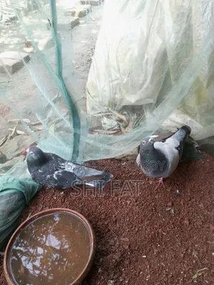 Bangla & Racer Pigeon