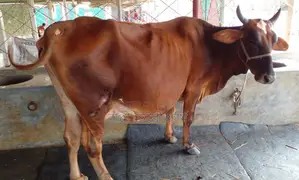 Cow number 1731 will be sold.