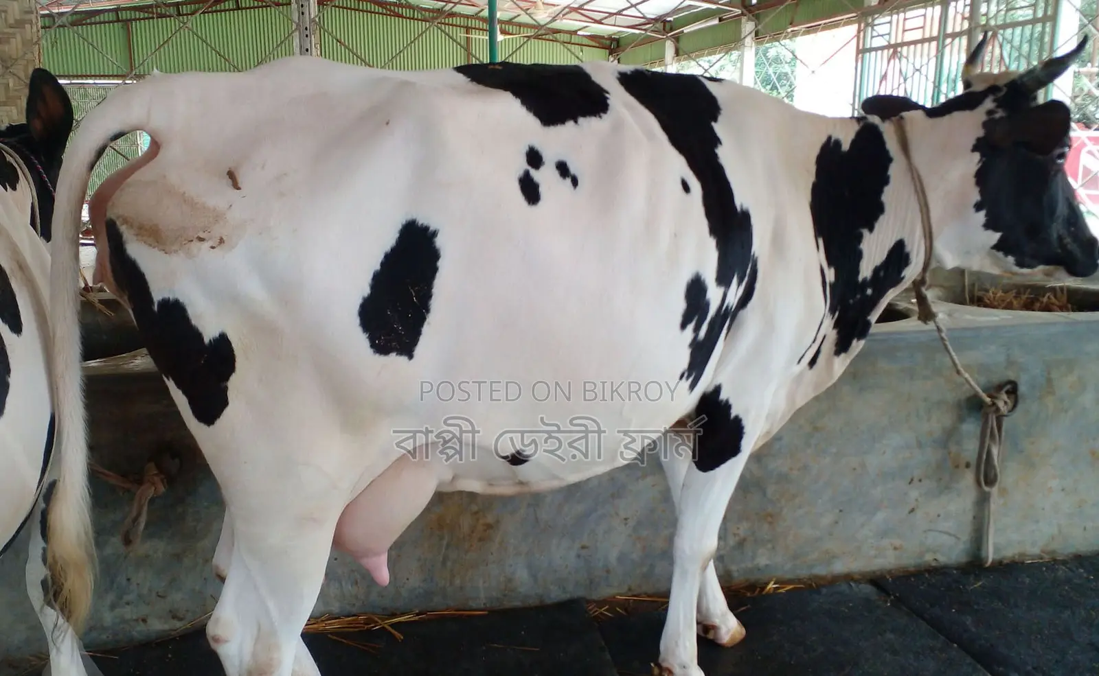 No. 1732 High Yield Breed Cow.
