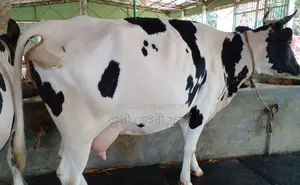 No. 1732 High Yield Breed Cow.