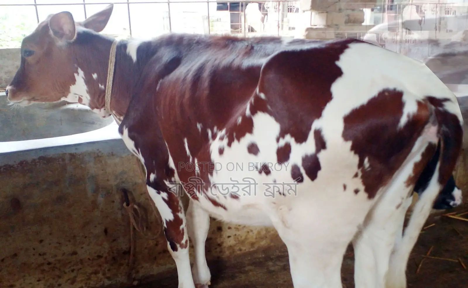 No. 1733 High Yield Breed Heifer Calf.