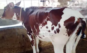 No. 1733 High Yield Breed Heifer Calf.