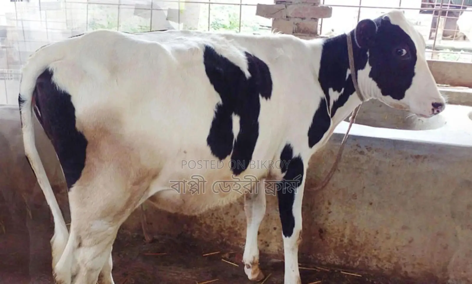 1727 No. good breed heifer.