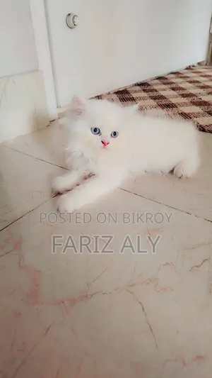 1-3 months Female Purebred Persian