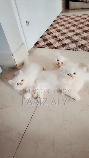1-3 months Female Purebred Persian