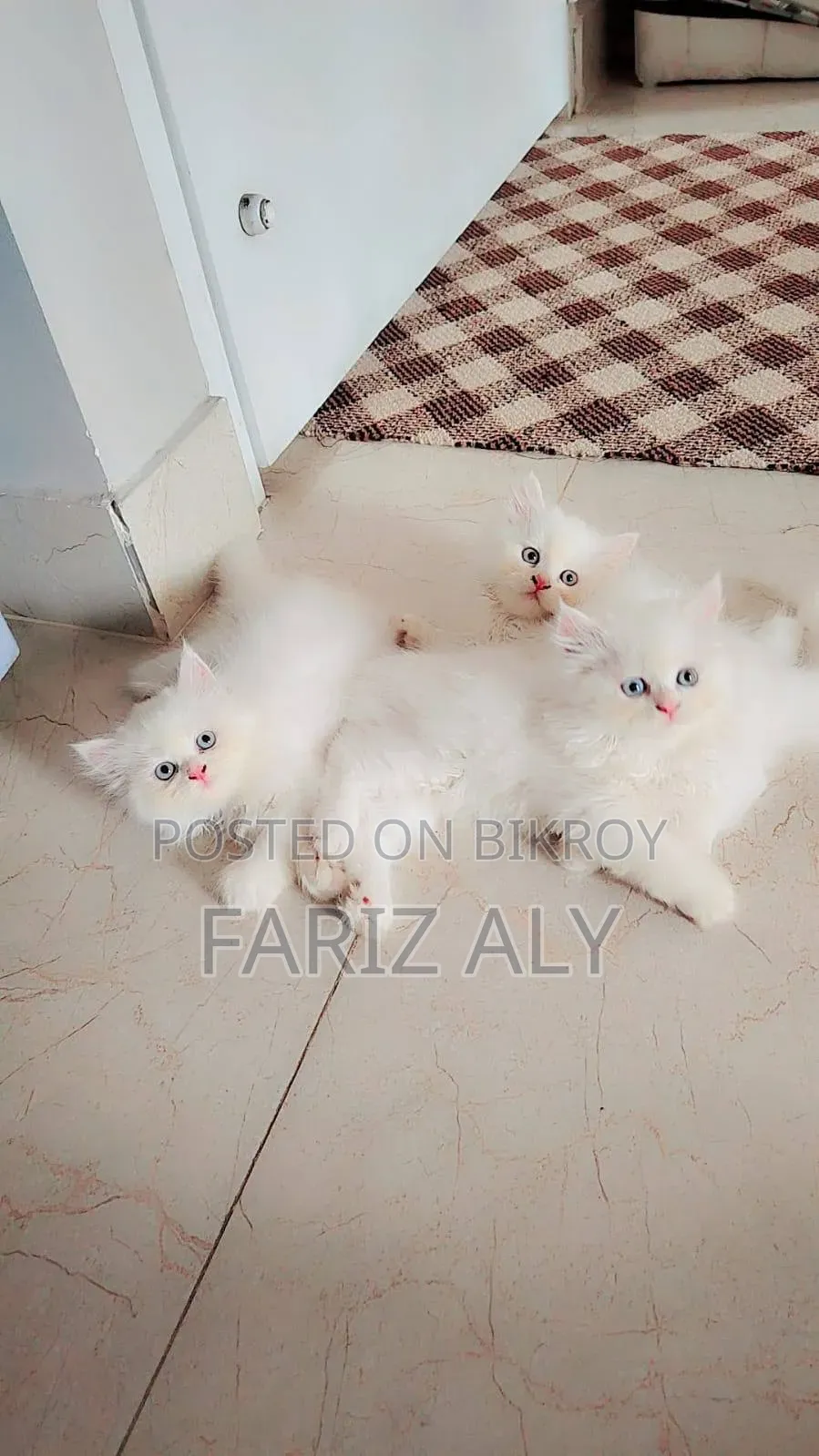 1-3 months Female Purebred Persian