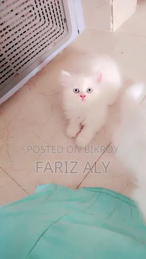 1-3 months Female Purebred Persian