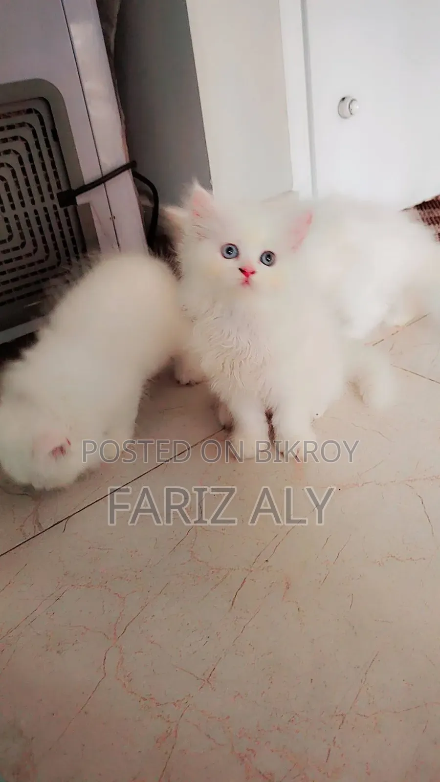 1-3 months Female Purebred Persian