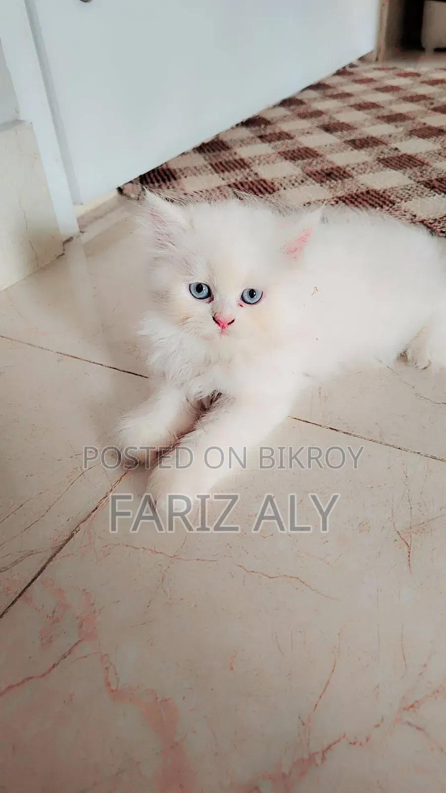 1-3 months Female Purebred Persian