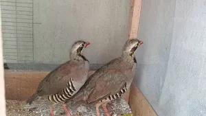 Chukar Partridge