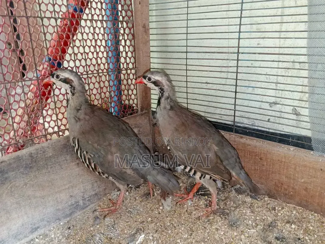Chukar Partridge