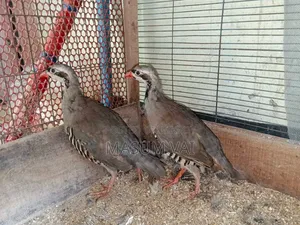 Chukar Partridge