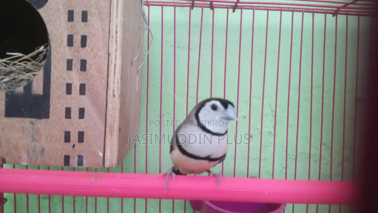 আউল ফিঞ্চ নতুন পূর্ণবয়স্ক জোড়া