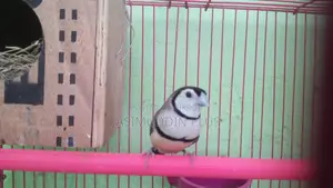 আউল ফিঞ্চ নতুন পূর্ণবয়স্ক জোড়া
