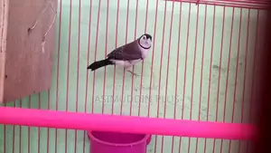 আউল ফিঞ্চ নতুন পূর্ণবয়স্ক জোড়া