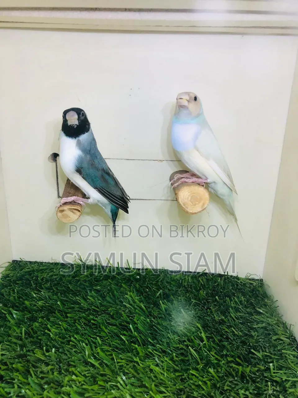 গোল্ডিয়ান ফিঞ্চ