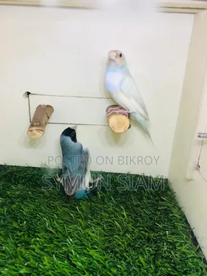 গোল্ডিয়ান ফিঞ্চ