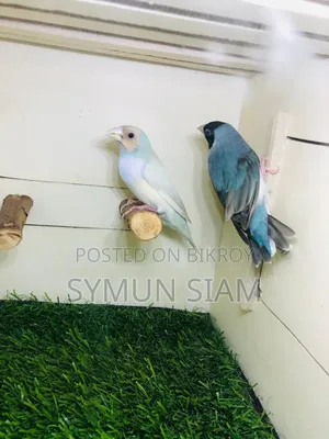 গোল্ডিয়ান ফিঞ্চ
