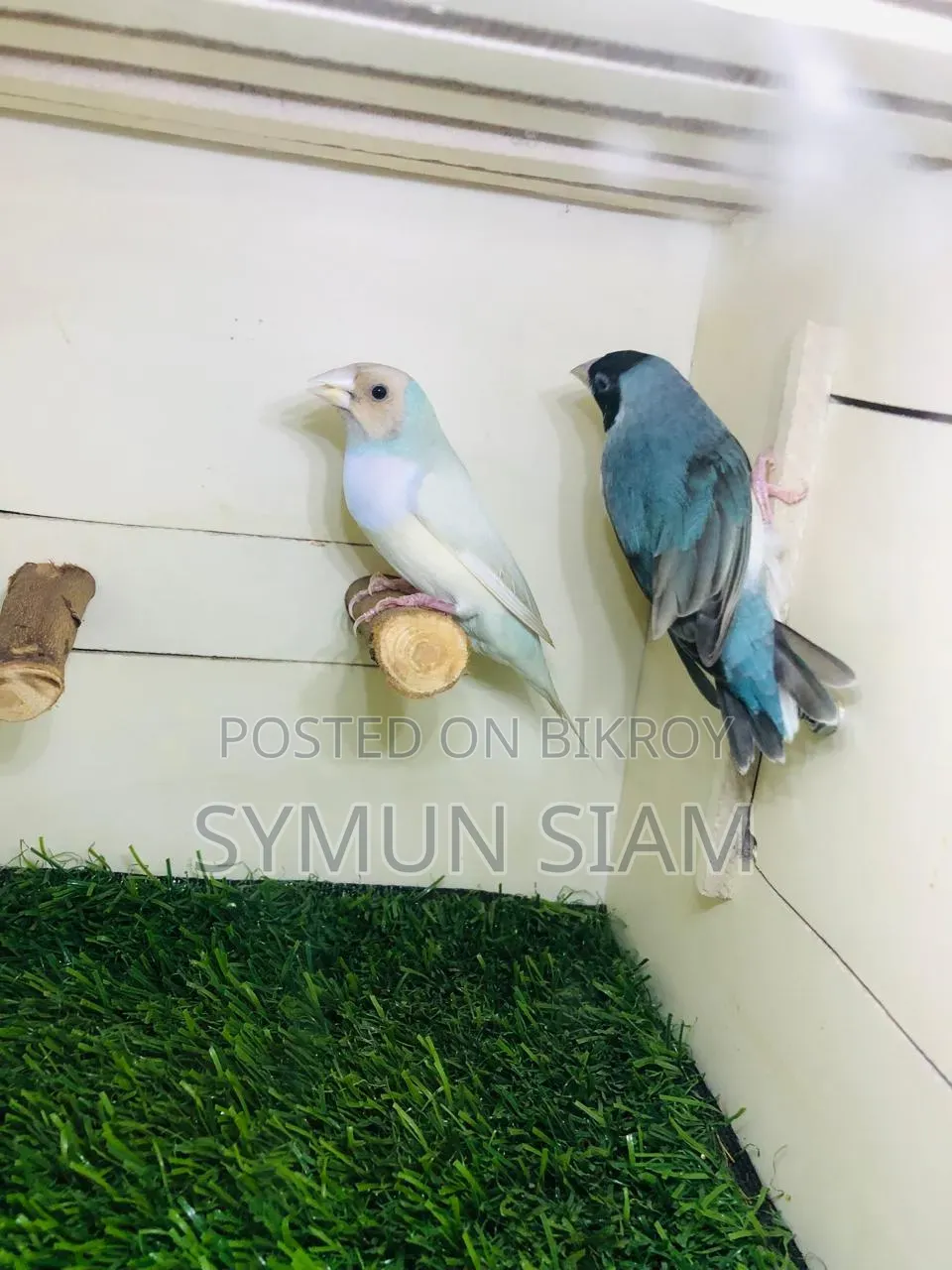 গোল্ডিয়ান ফিঞ্চ