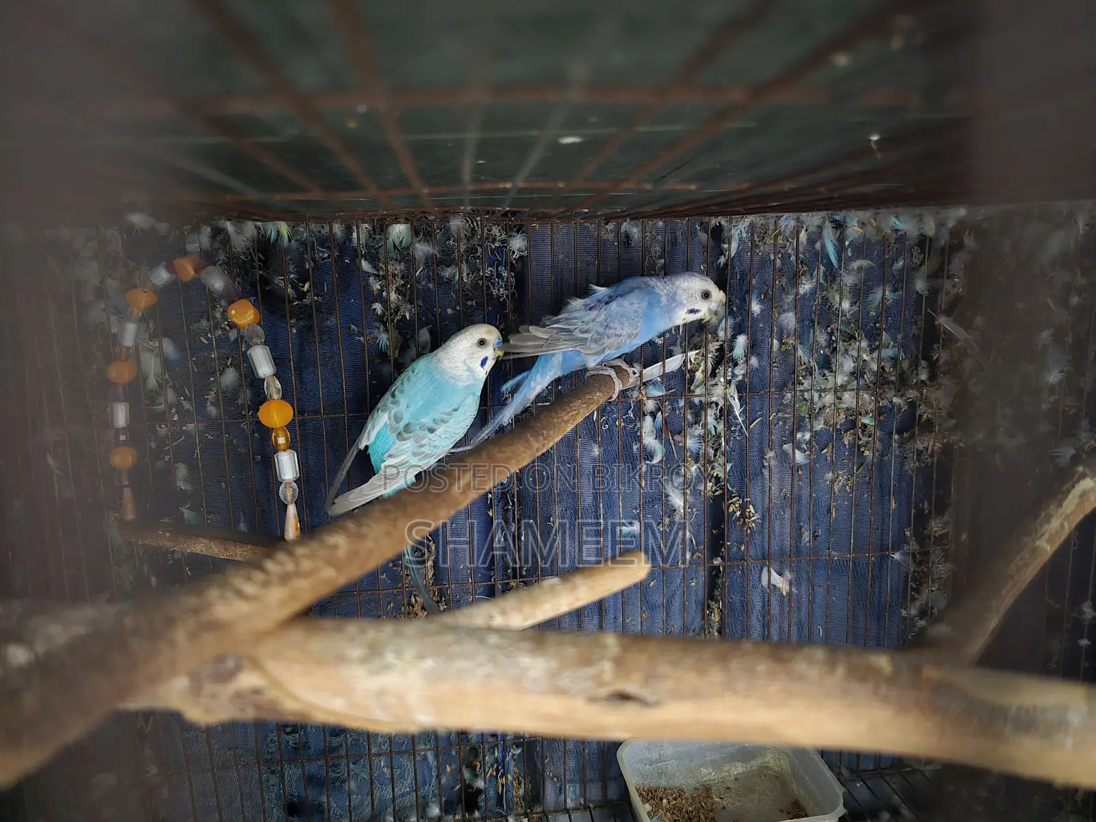 ক্লিয়ারউইং অ্যাডাল্ট রানিং বাজিমার জোড়া
