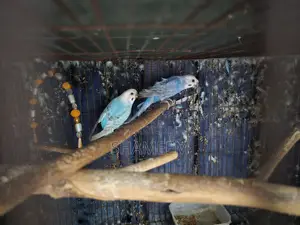 ক্লিয়ারউইং অ্যাডাল্ট রানিং বাজিমার জোড়া