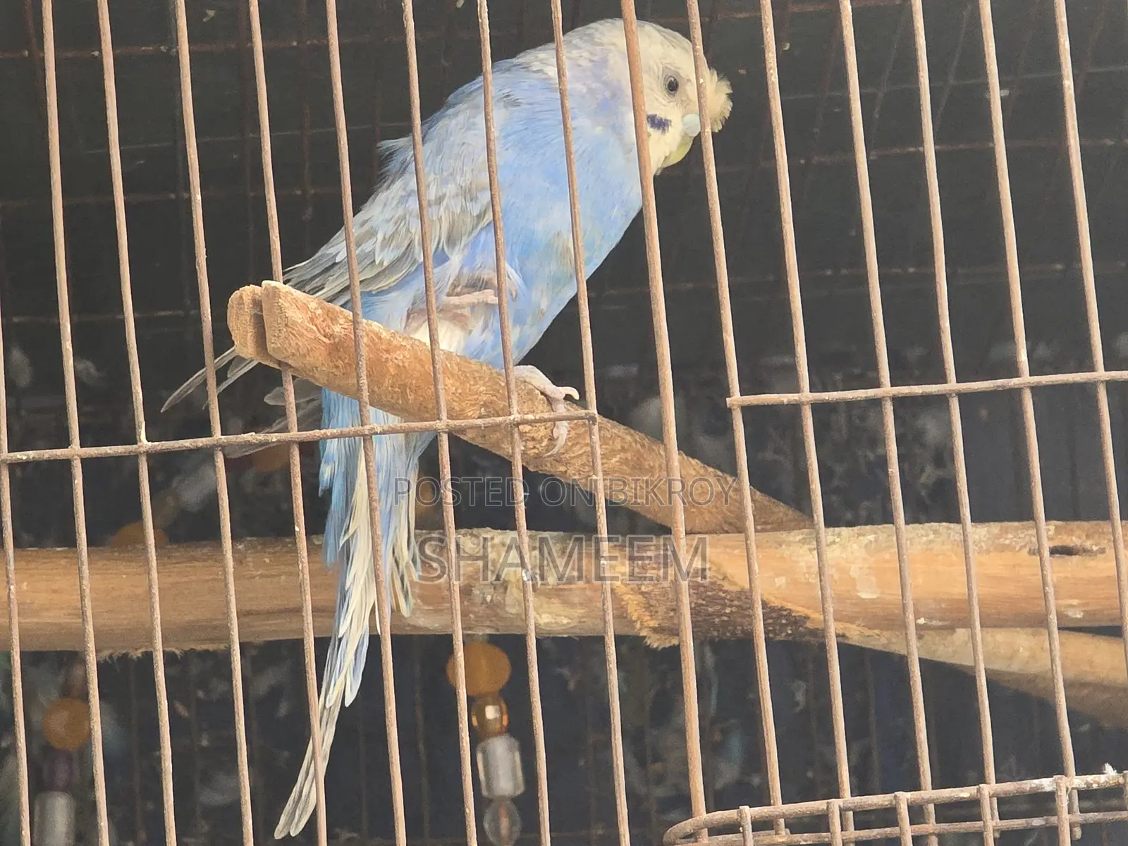 ক্লিয়ারউইং অ্যাডাল্ট রানিং বাজিমার জোড়া