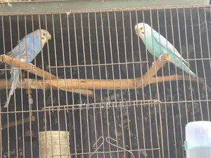 ক্লিয়ারউইং অ্যাডাল্ট রানিং বাজিমার জোড়া
