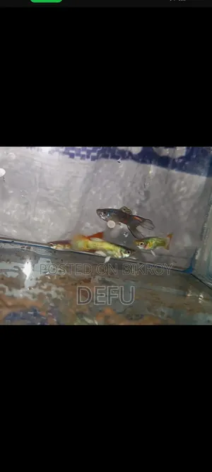 Mix Guppy