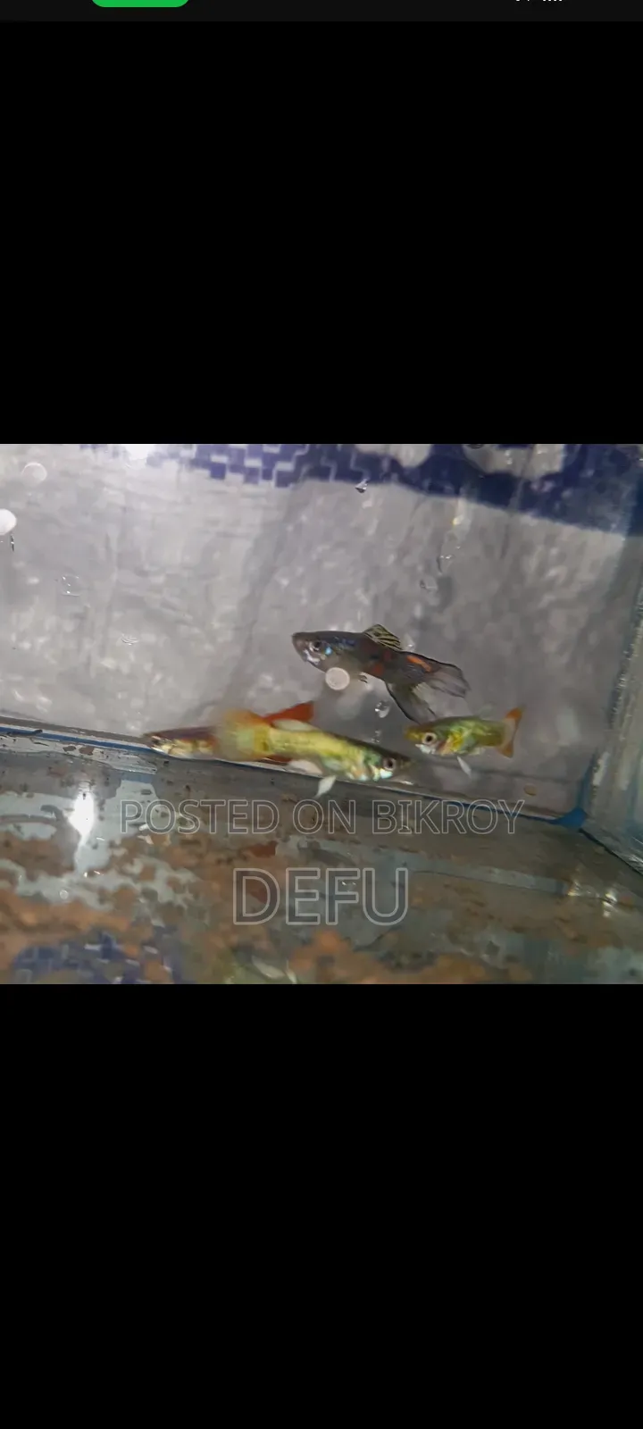 Mix Guppy