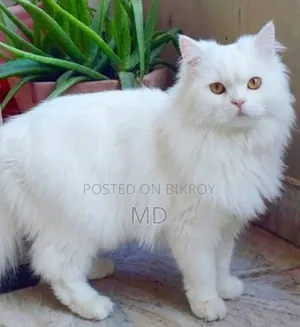 1+ year Female Purebred Persian