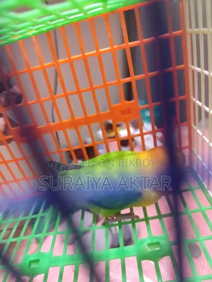 Lovebird