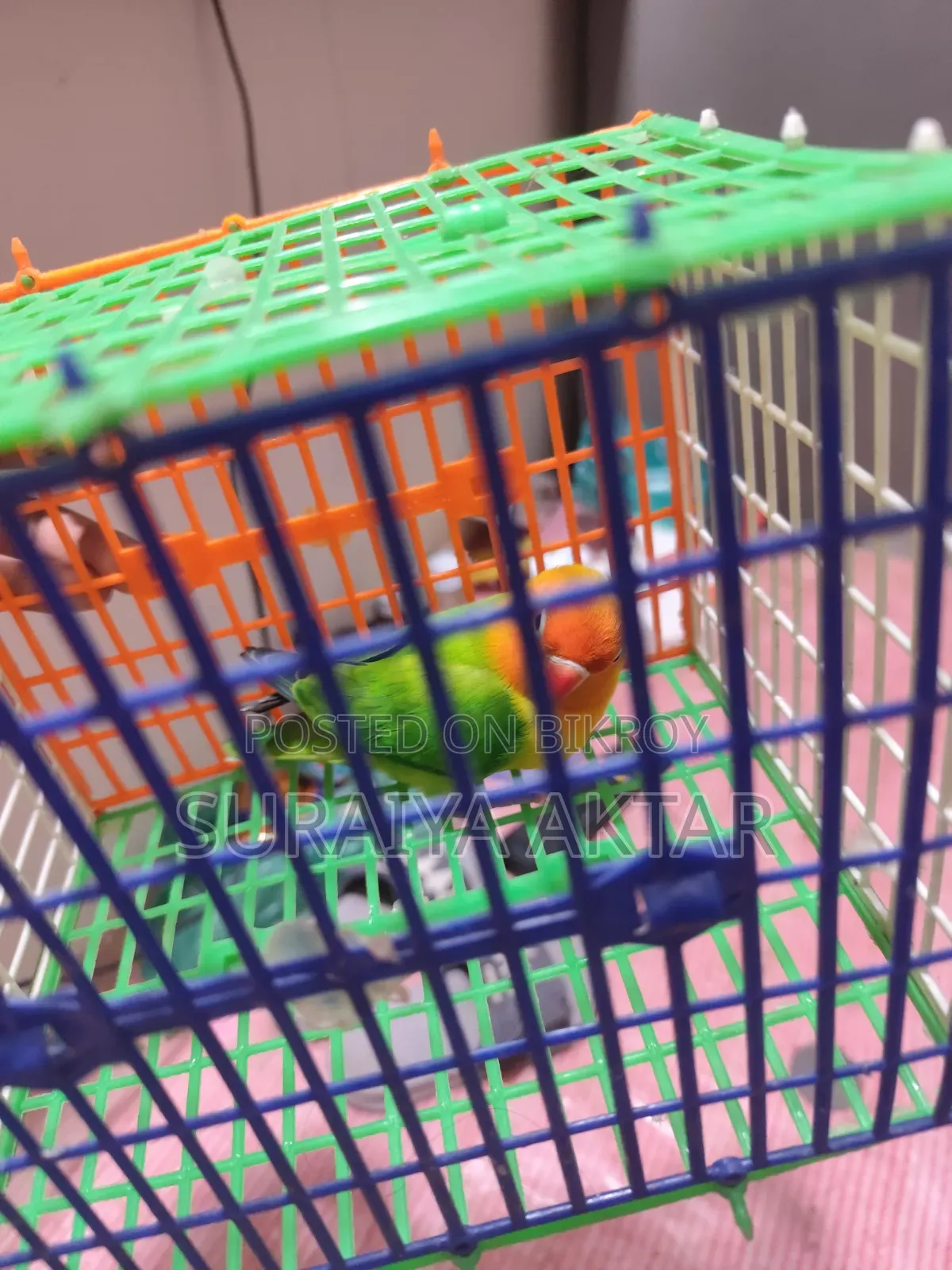 Lovebird