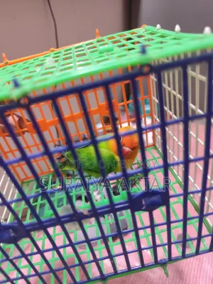 Lovebird