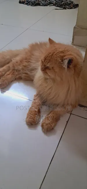 ১+ বছরের পুরুষ পিওরব্রেড পার্সিয়ান