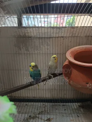 বাজরিগার পাখি