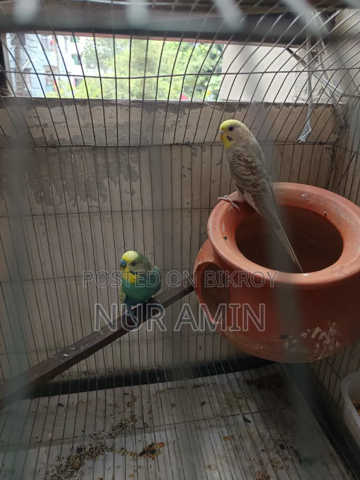 বাজরিগার পাখি