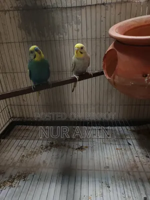 বাজরিগার পাখি
