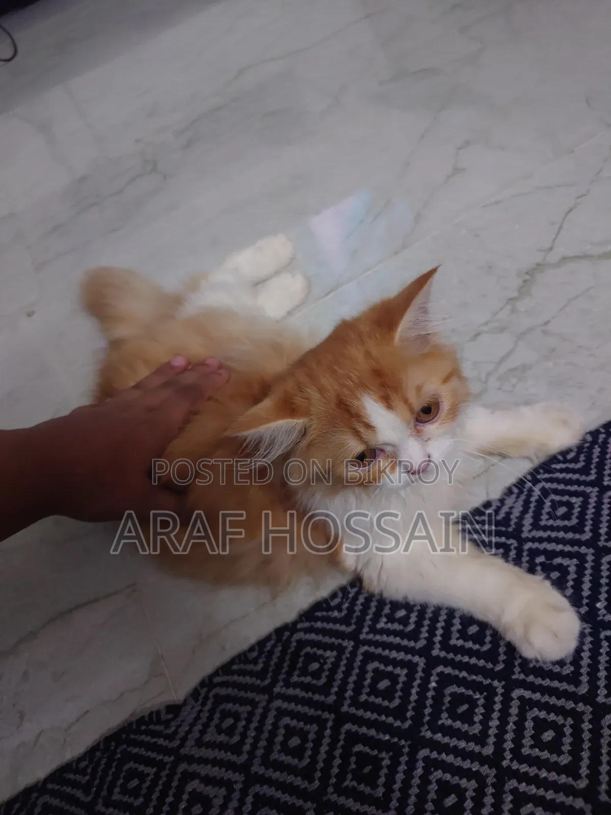 1-3 Months Female Mixed Breed American Bobtail