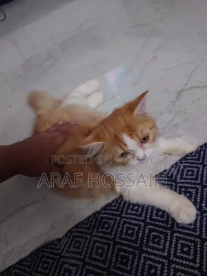 1-3 Months Female Mixed Breed American Bobtail