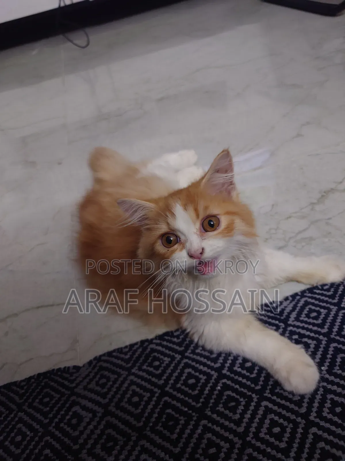1-3 Months Female Mixed Breed American Bobtail